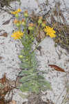 Godfrey's goldenaster